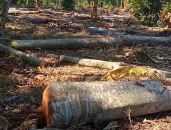 Kasus Illegal Logging Register38 Diduga Didekengi Oknum Berpengaruh