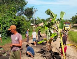 Tak Kunjung Diperbaiki,Warga Panaragan Tanam Pohon Pisang di Jalan Provinsi